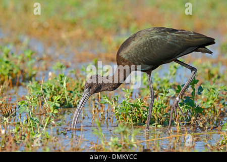 Ibis lucido, Plegadis falcinellus. Hondo parco naturale, Alicante, Spagna Foto Stock