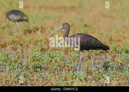 Ibis lucido, Plegadis falcinellus. Hondo parco naturale, Alicante, Spagna Foto Stock