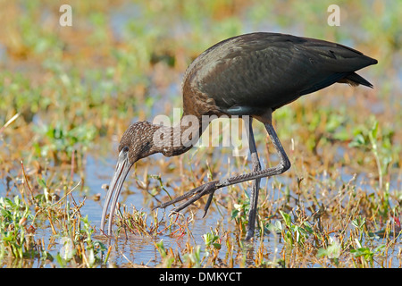 Ibis lucido, Plegadis falcinellus. Hondo parco naturale, Alicante, Spagna Foto Stock