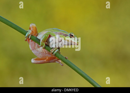 Treefrog mediterraneo, (Hyla meridionalis) in un lettore RUSH Foto Stock