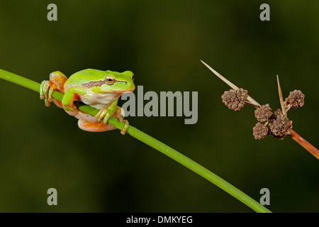 Treefrog mediterraneo, (Hyla meridionalis) in un lettore RUSH Foto Stock