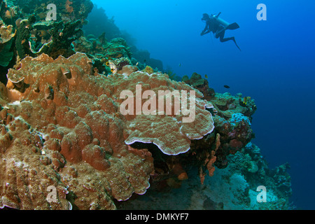 Piastra coral (Monitpora sp.) sulla battuta della parete corallina con scuba diver in silhouette. Foto Stock