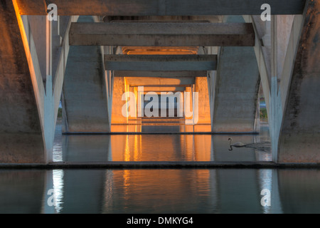 Un cigno scivola pacificamente attraverso le acque del Lago Lady Bird nella luce del mattino di sunrise in Austin, Texas. Foto Stock