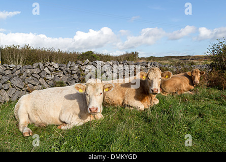 Vacche sdraiato in campo, Co. Clare, Irlanda Foto Stock