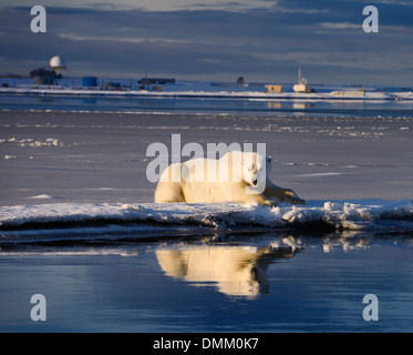 Maschio di orso polare giacente sulla isola di baratto riflessa nell'acqua della laguna Kaktovik e rugiada torre linea Alaska Usa su The Beaufort mare Oceano Artico Foto Stock