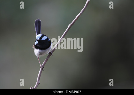 Superba fata wren, allevamento maschio, appollaiato Foto Stock