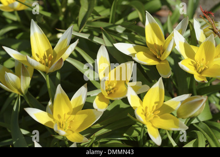 Tarda tulip, tulipa tarda Foto Stock