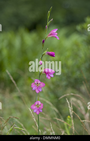 Marsh gladiolus, Gladiolus palustris Foto Stock