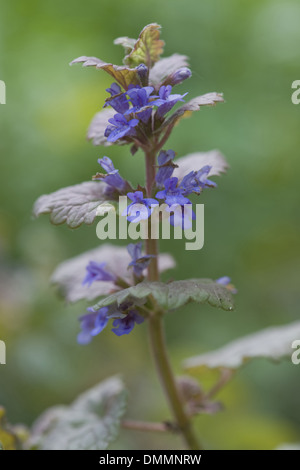 La massa di edera glechoma hederacea Foto Stock