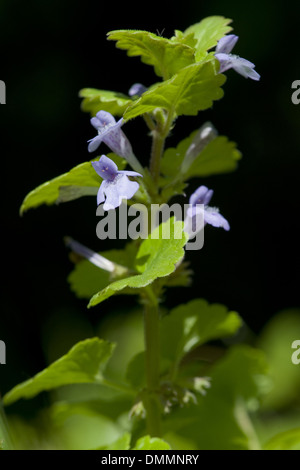 La massa di edera glechoma hederacea Foto Stock