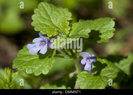 La massa di edera glechoma hederacea Foto Stock