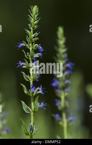 Issopo Hyssopus officinalis Foto Stock