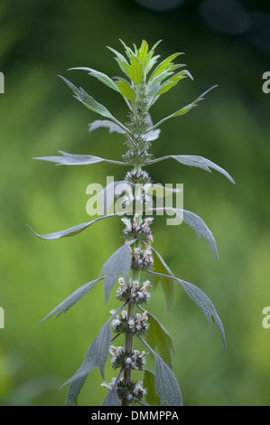 Motherwort, Leonurus cardiaca Foto Stock