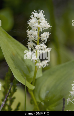 Falso Il giglio della valle, maianthemum bifolium Foto Stock