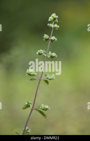 La maggiorana, Majorana hortensis Foto Stock