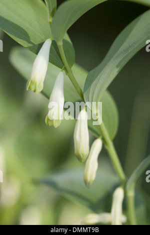 Salomon angolare del sigillo, polygonatum odoratum Foto Stock