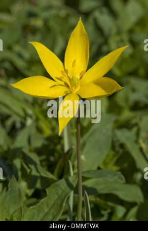 Tulipano selvatico, tulipa sylvestris Foto Stock