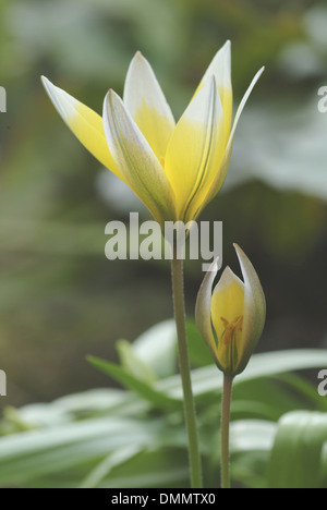 Tarda tulip, tulipa tarda Foto Stock