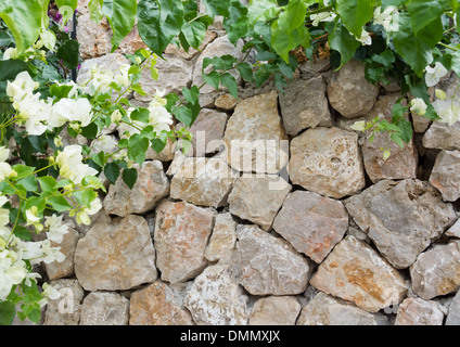 Muro di pietra e fiori bianchi bouganville, Maiorca, Spagna. Foto Stock