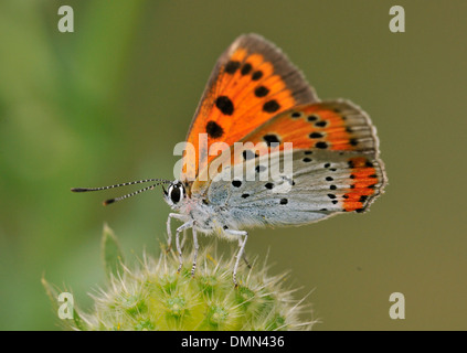 Rame di grandi dimensioni - farfalla Lycaena dispar femmina Foto Stock