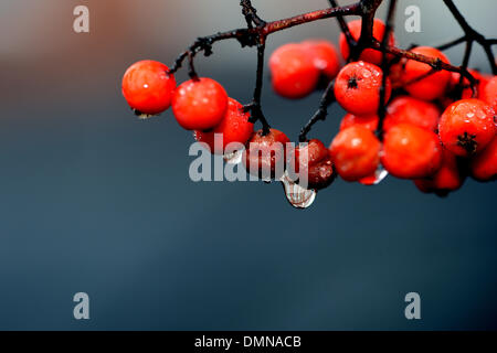 Potsdam , in Germania. Decimo Dec, 2013. Le gocce di pioggia caduta da bacche di un rowan tree in Potsdam , Germania, 10 dicembre 2013. Foto: Ralf Hirschberger/dpa/Alamy Live News Foto Stock