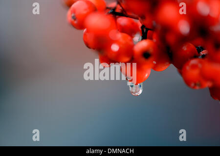 Potsdam , in Germania. Decimo Dec, 2013. Le gocce di pioggia caduta da bacche di un rowan tree in Potsdam , Germania, 10 dicembre 2013. Foto: Ralf Hirschberger/dpa/Alamy Live News Foto Stock