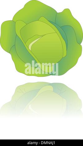 Cavolo Illustrazione Vettoriale