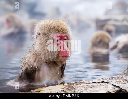 Bagno di macachi in sorgenti calde a Nagano, Giappone. Foto Stock