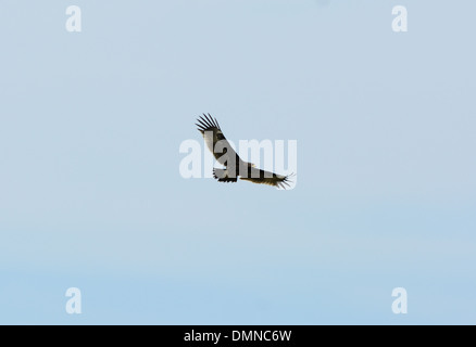 Bella da solo maggiore Spotted Eagle (Aquila clanga) volare nel cielo Foto Stock