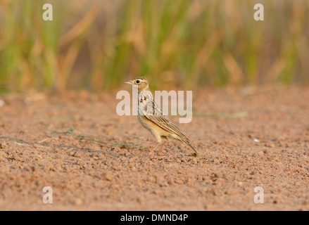 Bella Skylark orientali (Alauda gulgula) stando a terra Foto Stock