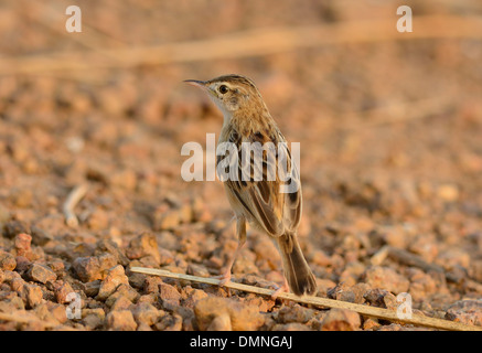 Bella Zitting Cisticola (Cisticola juncidis) stando a terra Foto Stock