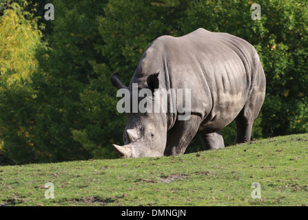 Sud del rinoceronte bianco (Rhinoceros Ceratotherium simum) Foto Stock