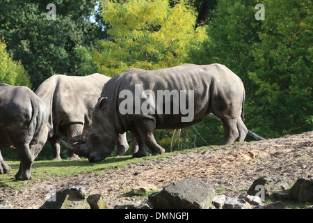A sud il rinoceronte bianco (Rhinoceros Ceratotherium simum) Foto Stock
