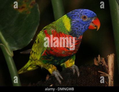 Close-up di un Rainbow Lorikeet (Trichoglossus haematodus) in un zoo Foto Stock