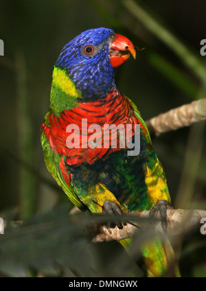 Close-up di un Rainbow Lorikeet (Trichoglossus haematodus) in un zoo Foto Stock