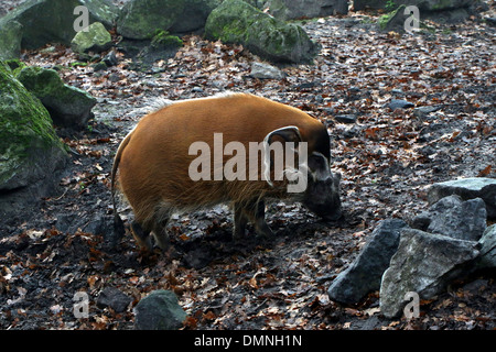 African Red River porco o maiale Bush (Potamochoerus porcus) in un zoo impostazione Foto Stock