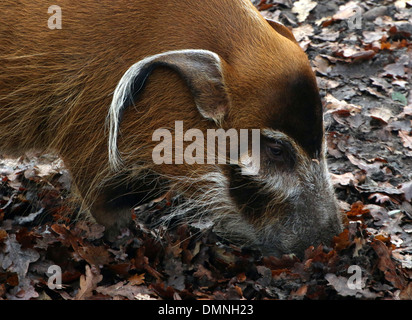 Dettagliato di close-up della testa e del muso di un Africano del Fiume Rosso porco o maiale Bush (Potamochoerus porcus) Foto Stock