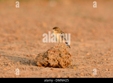 Bella Zitting Cisticola (Cisticola juncidis) stando a terra Foto Stock