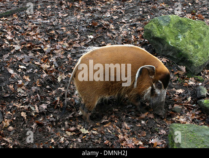 African Red River porco o maiale Bush (Potamochoerus porcus) Foto Stock