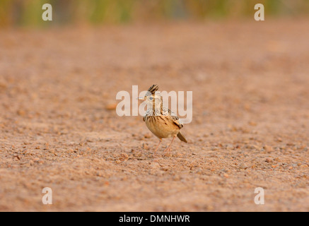 Bella Skylark orientali (Alauda gulgula) stando a terra Foto Stock