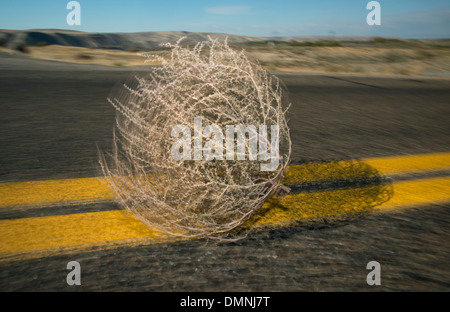 Tumbleweed (Fico d'India Russian Thistle) (Salsola tragus) soffiando verso il basso autostrada, Idaho Foto Stock