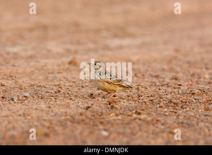 Bella Skylark orientali (Alauda gulgula) stando a terra Foto Stock