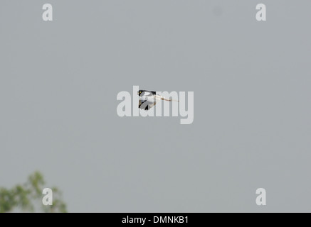 Bella da soli maschio Pied Harrier (Circus melanoleucos) volare nel cielo Foto Stock