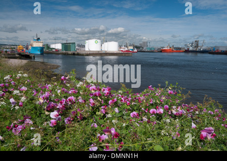 Wild piselli dolci come funzione ambientale con serbatoi di olio al porto di Aberdeen Foto Stock