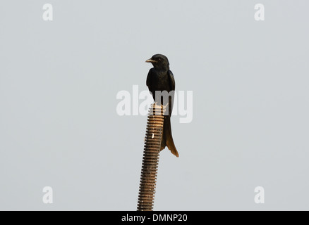 Bella drongo nero(Dicrurus macrocercus) Foto Stock