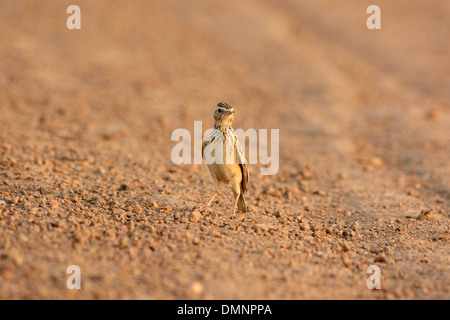 Bella Skylark orientali (Alauda gulgula) stando a terra Foto Stock