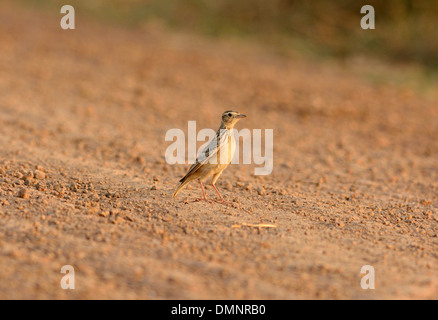 Bella Skylark orientali (Alauda gulgula) stando a terra Foto Stock