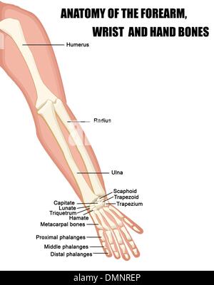 Anatomia dell'avambraccio, polso e mano le ossa Illustrazione Vettoriale