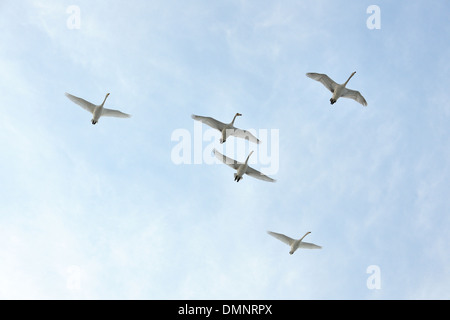 Whooper cigni battenti contro il cielo blu. Foto Stock