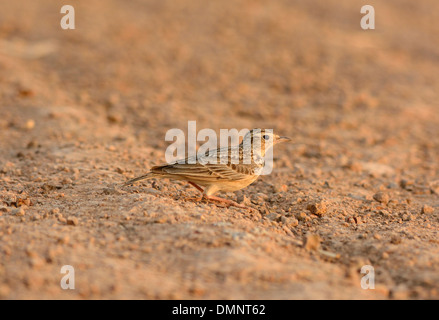 Bella Skylark orientali (Alauda gulgula) stando a terra Foto Stock